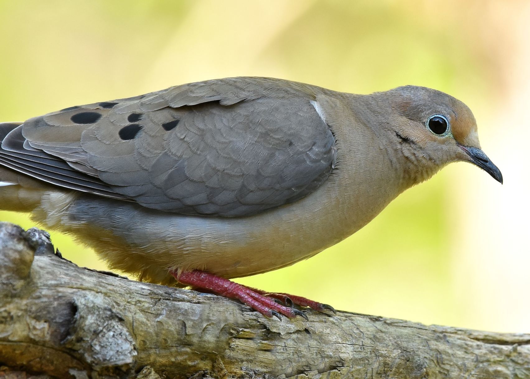 Dove